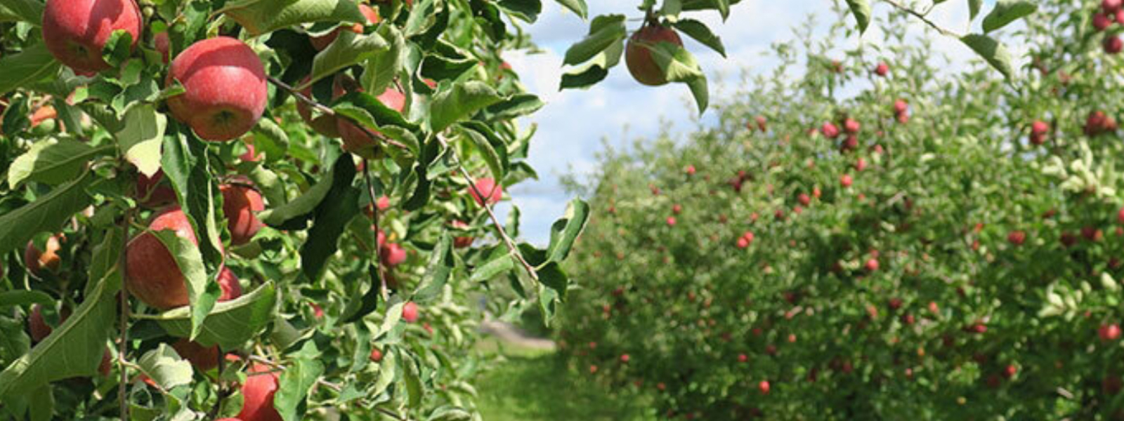 Blick in eine Apfelplantage