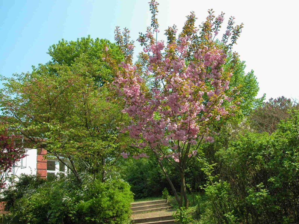 Ein japanischer Kirschbaum in Blüte vor dem B Treff