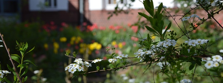 Ein blühender Zweig im Garten des B*Treff
