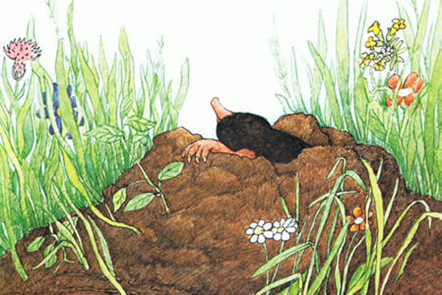 Zeichnung aus dem Kinderbuch "Der Maulwurf Grabowski". Der Maulwurf schaut aus seinem Hügel. Am Rand links und rechts ist Wiese.